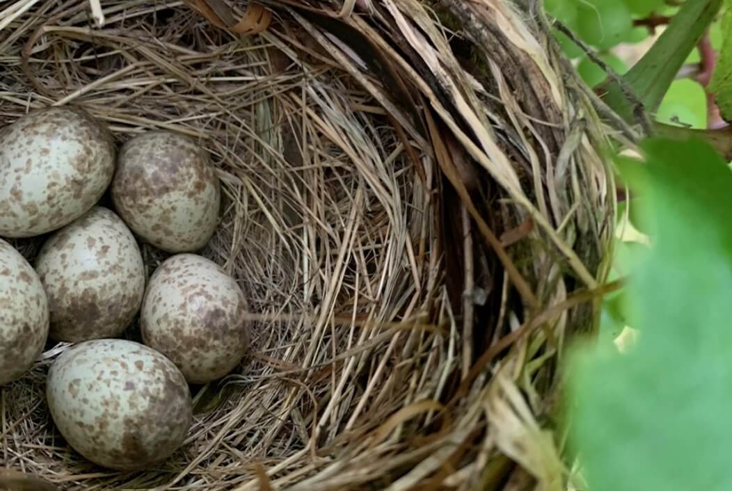 目標15 陸の豊かさを守ろう